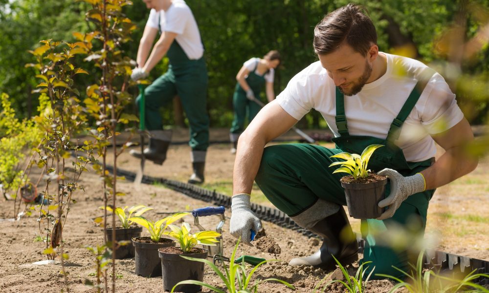 Creating a beautiful garden from scratch
